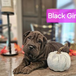 Black Girl 2 - Chinese Shar-Pei puppy from CNY Shar Peis