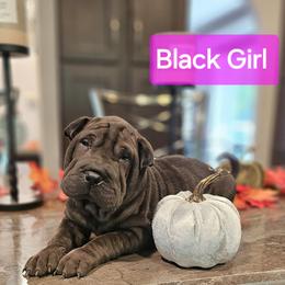 Black Girl 2 - Chinese Shar-Pei puppy from CNY Shar Peis