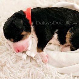 Bernedoodle Puppies from Daisy's Doodles