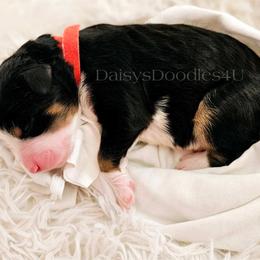 Bernedoodle Puppies from Daisy's Doodles