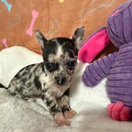 Penny - Merle female Chihuahua puppy in Pounding  Mill, Virginia from Rosa's Chihuahuas