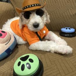 Louie - Parti male Poodle puppy in Mobile, Alabama from Semmy’s Standard Poodle LLC