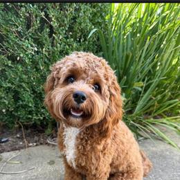 Cavalier King Charles Spaniel and Cavapoo All Grown Up from Alex Camp