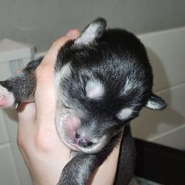 Light Blue - Black and white male Siberian Husky puppy in Swansea, Illinois from Husky B's