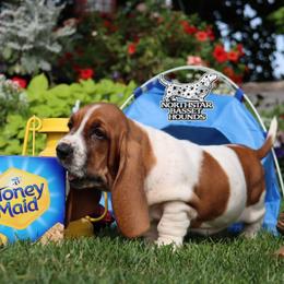 Shell - Mahogany and white female Basset Hound puppy in Pollock, Missouri from Northstar