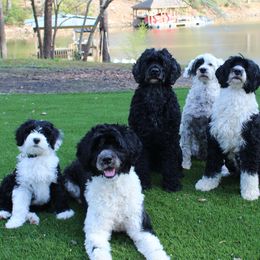 Portuguese Water Dog puppies from North Shore is expecting a litter Spring of 2026!
