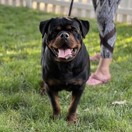 Rottweilers from Vom Haus Flores