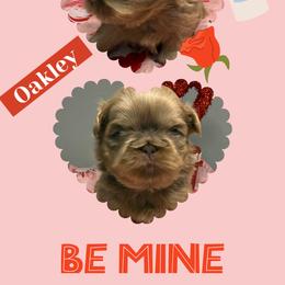 Oakley - Lilac male Shih Tzu puppy in Manahawkin, New Jersey from Lilly’s Seashore Shih Tzus