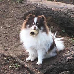 Spicy girl - Pomeranian