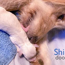 Aussiedoodles and Goldendoodles from Shiloh Doodles