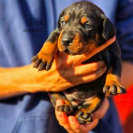 Onyx - Black and rust male Doberman Pinscher puppy in China Township, Michigan from Snell's Superior Kennel Dobermann & GSP
