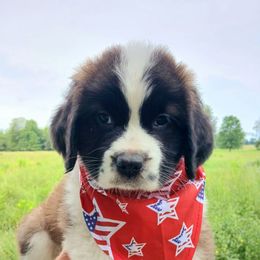 Marilyn (long haired) - Brown and white female Saint Bernard puppy in Kinsman, Ohio from Coleman Saint Bernards of Ohio