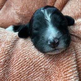 Poodle Puppies from Mars  Glitz Poodles