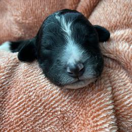 Poodle Puppies from Mars  Glitz Poodles