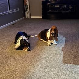 Basset Hound puppies from Seymour Hounds