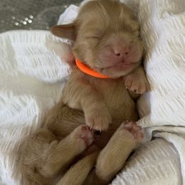 Dachshund Puppies from Victoria’s Dachshunds