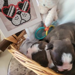 Boots - Brindle and white male Boston Terrier puppy in Jackson, Tennessee from For The Love Of Bostons