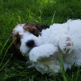 Collie, Goldendoodle, Havapoo, and Labradoodle Puppies from Oregon Valley Pups