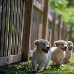Golden Retriever Puppies from Farmstead 51