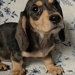 Mayberry - Dapple female Dachshund puppy in Lexington, Oklahoma from Long Doggy Acres Miniature Dachshunds