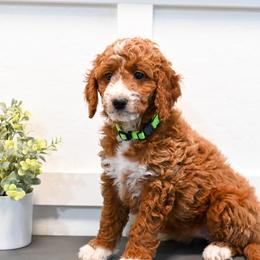 Bernedoodle and Goldendoodle Puppies from Sun Valley Goldendoodles