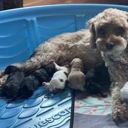 Cavapoo puppies from Yankee Doodle Dogs