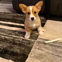 Pembroke Welsh Corgi Puppies from Southern Raised Corgis