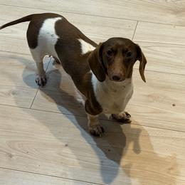 Trixie - Dachshund