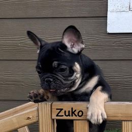 Zuko - Black and tan male French Bulldog puppy in Greenville, Texas from Lisa's French Bulldogs