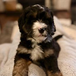 Blue boy - Tri-color male Bernedoodle puppy in Lake, Michigan from 3 King Doodles & Poodles