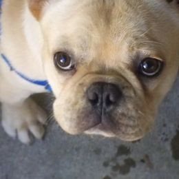 French Bulldogs from Frenchables