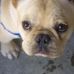 French Bulldogs from Frenchables