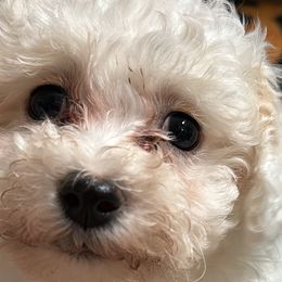 Bichon Frises, Shichons, and Shih Tzus from Jacob’s Shih Tzu & Shichon