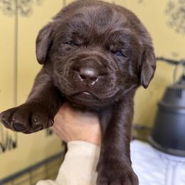 Green - Chocolate male Labrador Retriever puppy in Manheim, Pennsylvania from Monarch Labradors