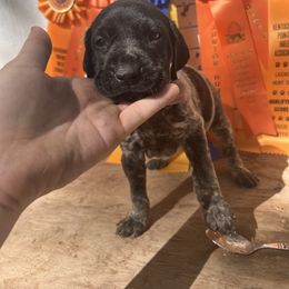 Girl 3 - German Shorthaired Pointer puppy in Buckner, Missouri from Bourbon Creek Kennels