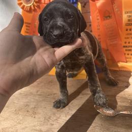 Girl 3 - German Shorthaired Pointer puppy in Buckner, Missouri from Bourbon Creek Kennels