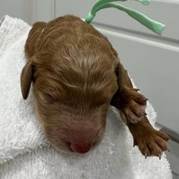 Pistachio collar - Red  female Poodle puppy in San Benito, Texas from Irene's Poodles