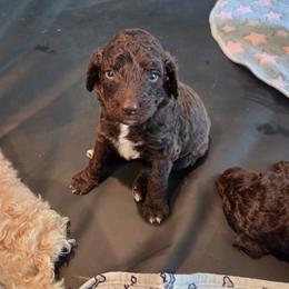 Diva -purple collar - Brown female Bernedoodle puppy in Aurora, Colorado from Simply Amazing Doodles