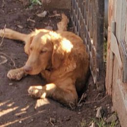 Sir Sangster - Goldendoodle
