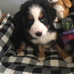 Bernese Mountain Dog Puppies from Stone Hill Farm