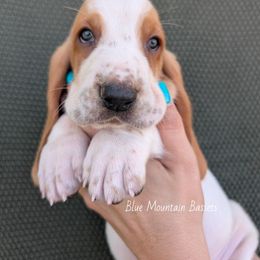 Digger - Red and white male Basset Hound puppy in Pilot Rock, Oregon from Blue Mountain Bassets