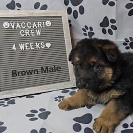 Brown - Black and tan male German Shepherd puppy in Tony, Wisconsin from Muddy Acres German Shepherds