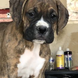 Boxer Puppies from Venician Boxers