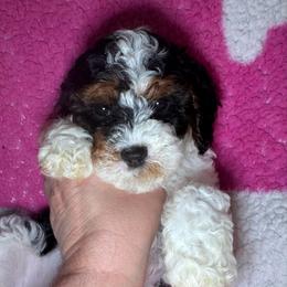 Heaven - Tri-color female Cavapoo puppy in Mount Vernon, Texas from S and J Cavapoos