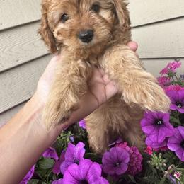 Cavapoo Puppies from Buttercup Doodles