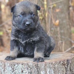 Fauna - Sable female German Shepherd puppy in Louisburg, North Carolina from Raven Oak's Shepherds & Dachshunds