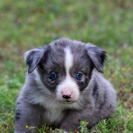 Skye - Blue merle female Miniature Australian Shepherd puppy in Bauxite, Arkansas from J and B Mini Aussies