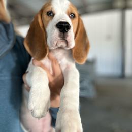 AKC Ridge - Black tan and white male Beagle puppy in Chillicothe, Missouri from Tymber Lake Beagles