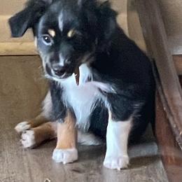 Lovey - Black tri female Toy Australian Shepherd puppy in Westville, Florida from Royal Spur Aussies