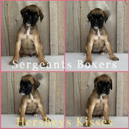Hershey's Kisses - Fawn female Boxer puppy in Madisonville, Texas from Sergeant's Boxers